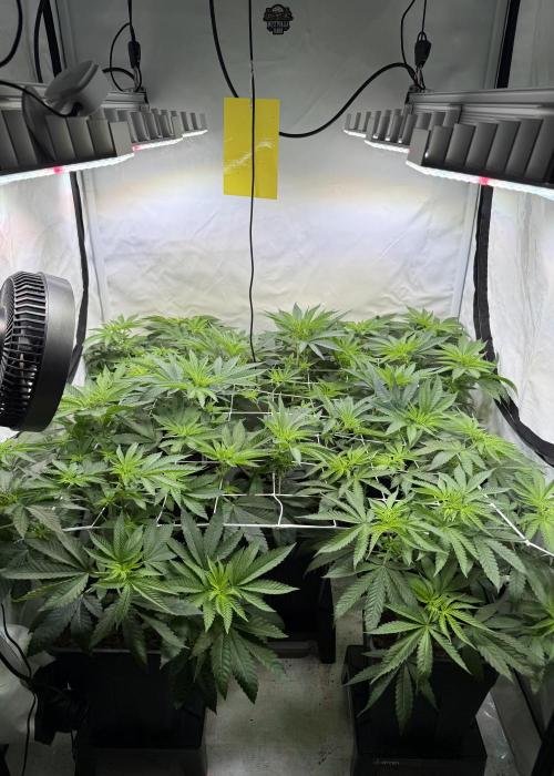 "Papaya Z" aka "Zazaya" by Terphogz. Week 7