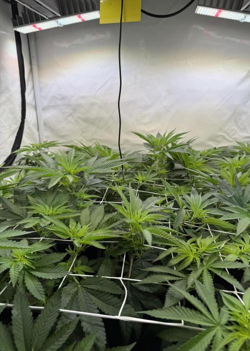 "Papaya Z" aka "Zazaya" by Terphogz. Week 7