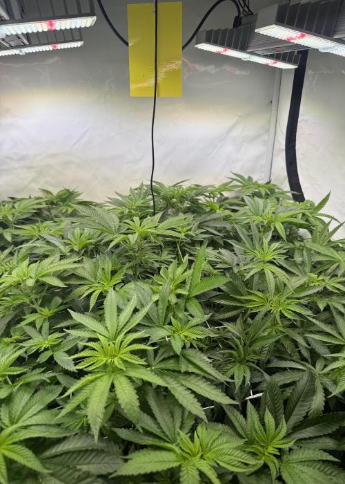 "Papaya Z" aka "Zazaya" by Terphogz. Week 7