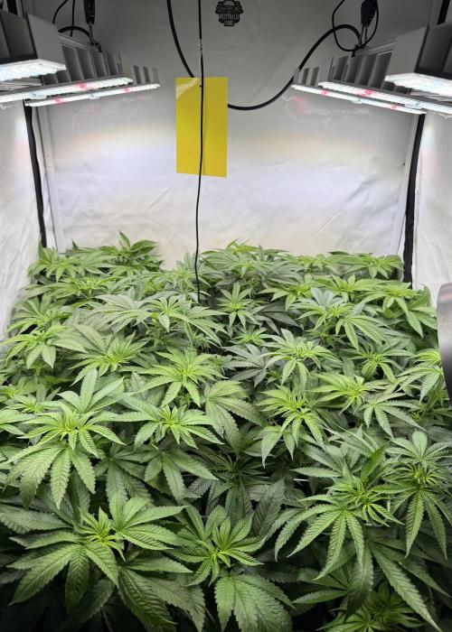 Zazaya. Week 7