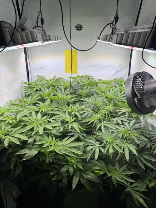 "Papaya Z" aka "Zazaya" by Terphogz. Week 8