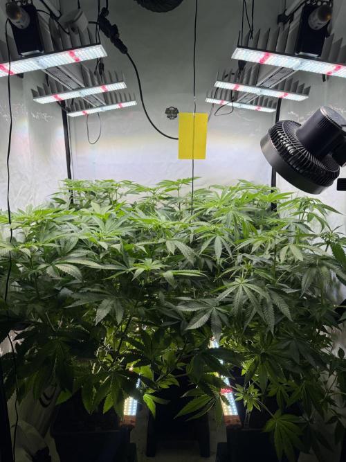 "Papaya Z" aka "Zazaya" by Terphogz. Week 8