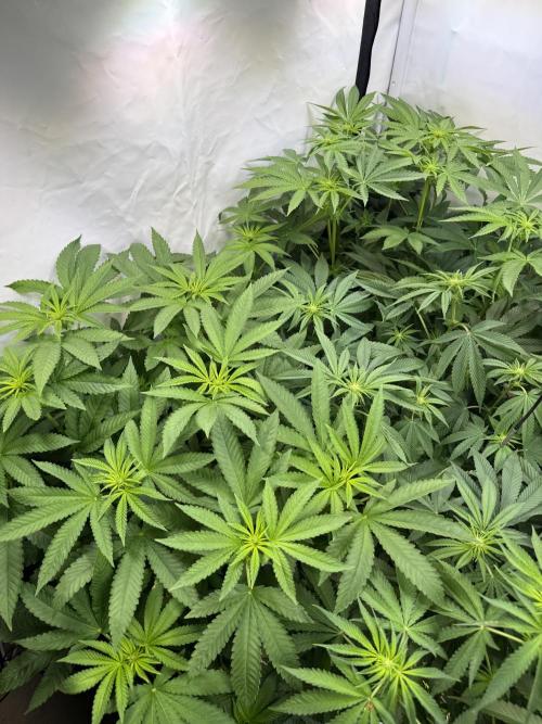 "Papaya Z" aka "Zazaya" by Terphogz. Week 8