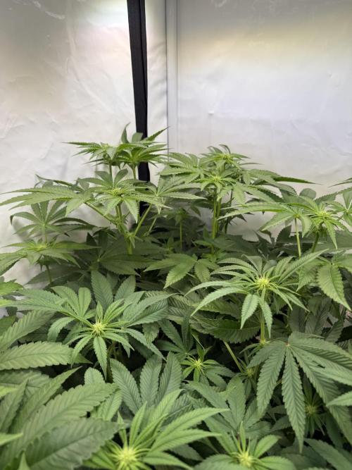 "Papaya Z" aka "Zazaya" by Terphogz. Week 8