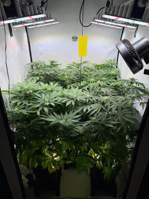 "Papaya Z" aka "Zazaya" by Terphogz. Week 9