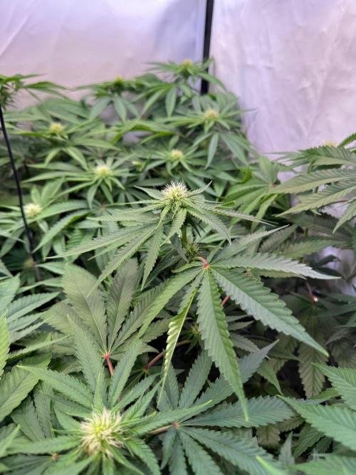 "Papaya Z" aka "Zazaya" by Terphogz. Week 9