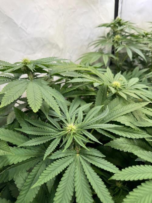 "Papaya Z" aka "Zazaya" by Terphogz. Week 9