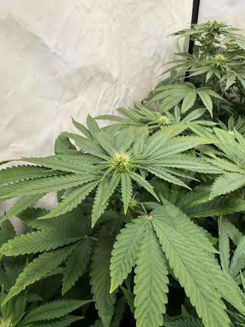 "Papaya Z" aka "Zazaya" by Terphogz. Week 9