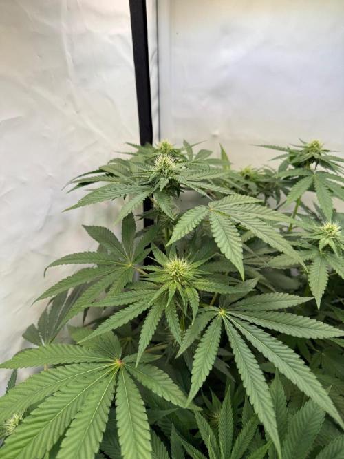 "Papaya Z" aka "Zazaya" by Terphogz. Week 9