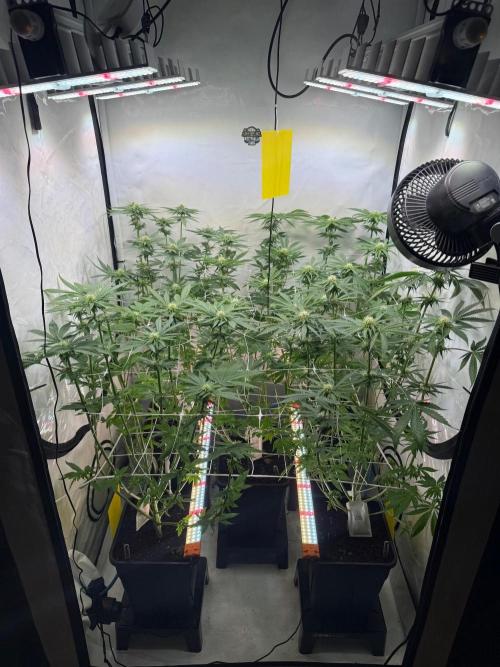 "Papaya Z" aka "Zazaya" by Terphogz. Week 9