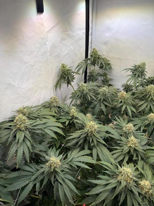 "Papaya Z" aka "Zazaya" by Terphogz. Week 12