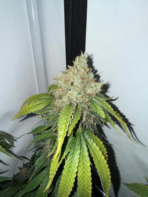"Papaya Z" aka "Zazaya" by Terphogz. Week 14