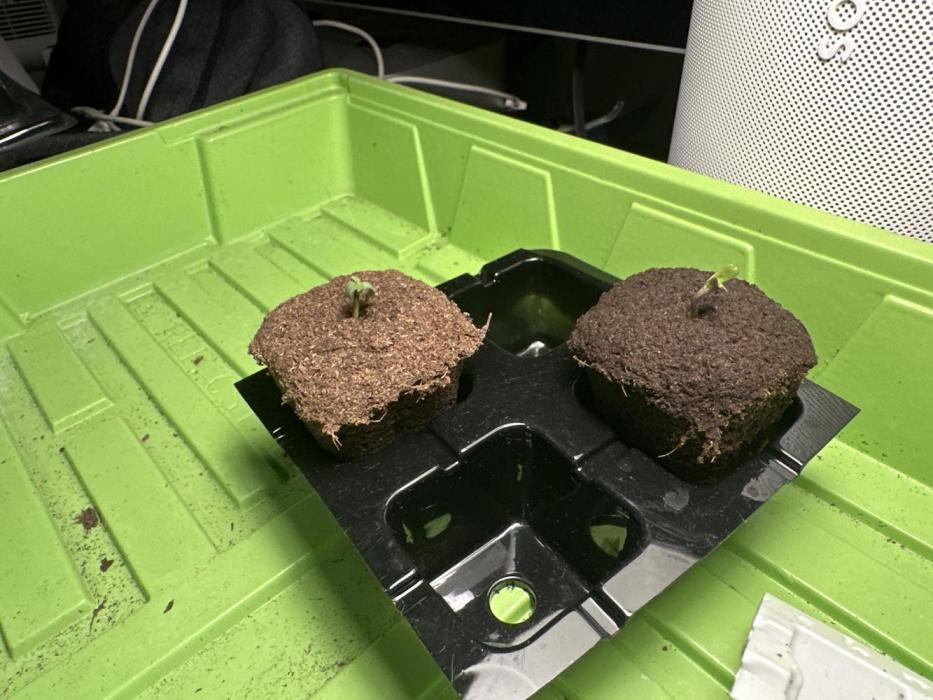 Zkittlez Auto 5 Liter Testrun. Week 0