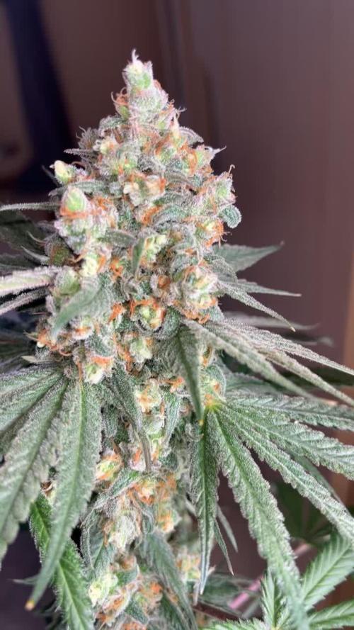 Sorbet Dreams (DNA Genetics)