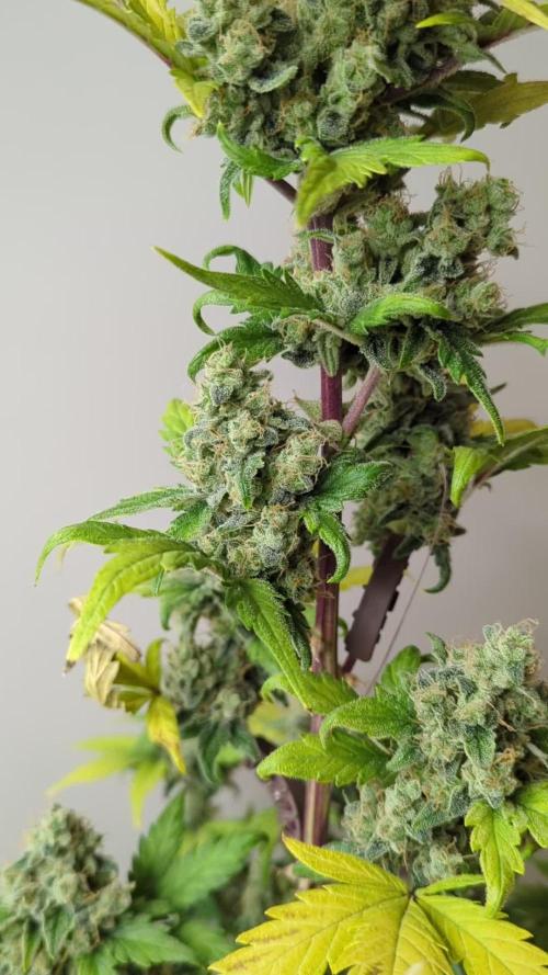 Jet Fuel Mandarine XL - Sweetseeds