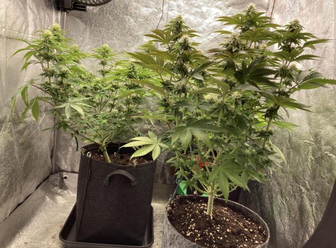 Biscotti-cherry-mandarine. Week 8