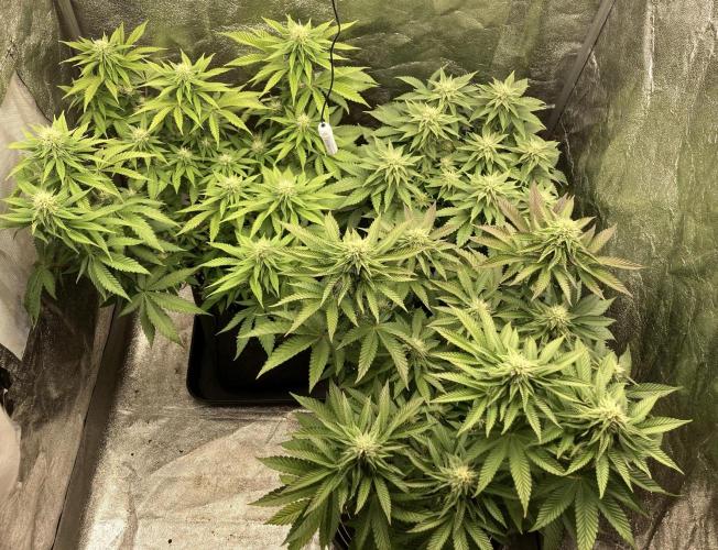 Biscotti-cherry-mandarine. Week 8 - MJ, BM, CB