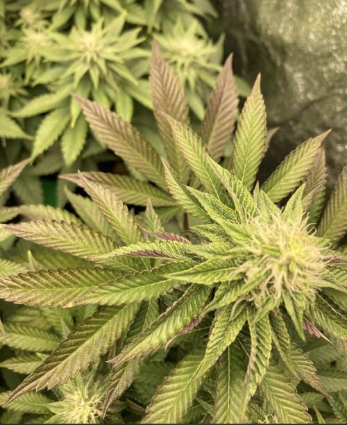 Biscotti-cherry-mandarine. Week 8 - Not sure if phosphorus issues or  fancy purple