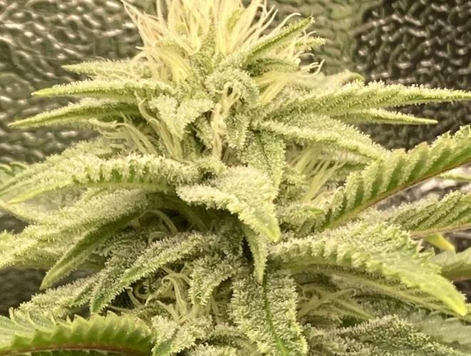 Biscotti-cherry-mandarine. Week 8 - Biscotti Mintz … sooo frosty and yummy mmmhmmm