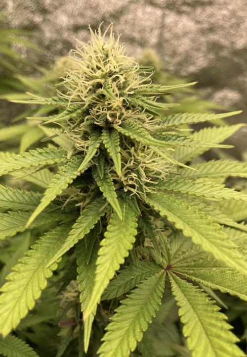 Biscotti-cherry-mandarine. Week 9 - Mandarine Jam