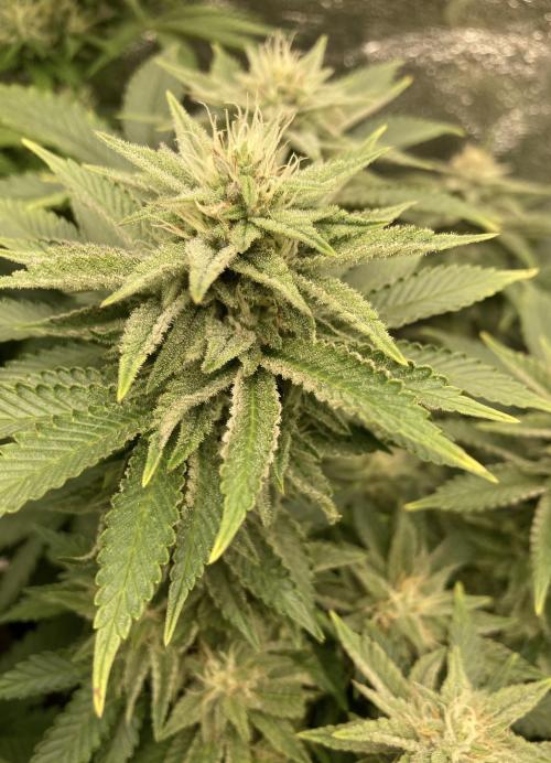 Biscotti-cherry-mandarine. Week 9 - Biscotti Mintz