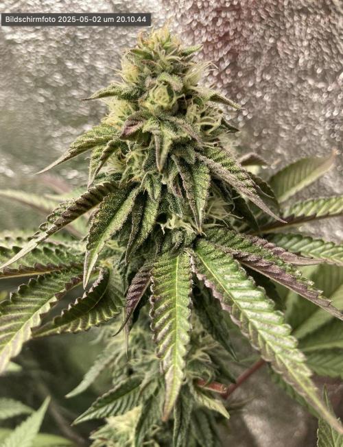 Biscotti-cherry-mandarine. Week 9 - Cherry Bacio