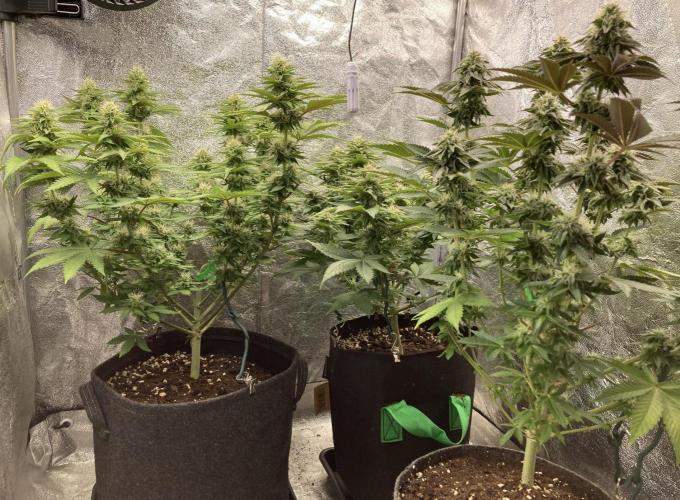 Biscotti-cherry-mandarine. Week 9 - MJ, BM, CB