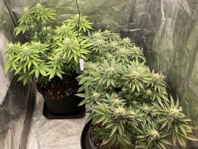 Biscotti-cherry-mandarine. Week 9 - MJ, BM, CB