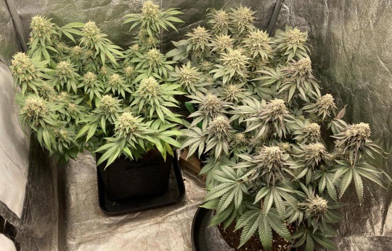 Biscotti-cherry-mandarine. Week 12 - MJ, BM, CB