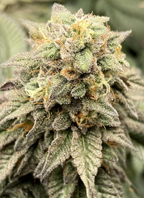 Biscotti-cherry-mandarine. Week 12 - a smaller Headbud of Cherry Bacio