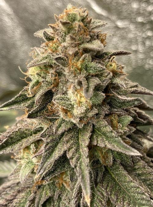 Biscotti-cherry-mandarine. Week 12 - Cherry Bacio