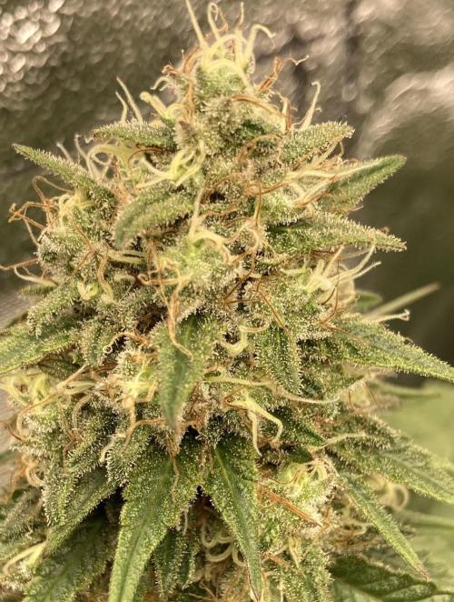 Biscotti-cherry-mandarine. Week 12 - Mandarine Jam