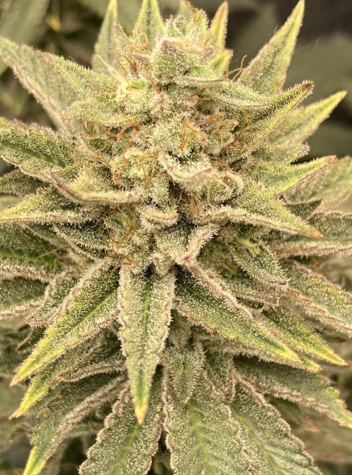 Biscotti-cherry-mandarine. Week 12 - Biscotti Mintz