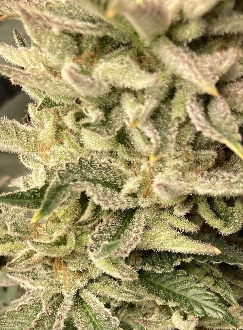 Biscotti-cherry-mandarine. Week 12 - Biscotti Mintz – more sugar leafs than calyxes, but still frosty and pretty