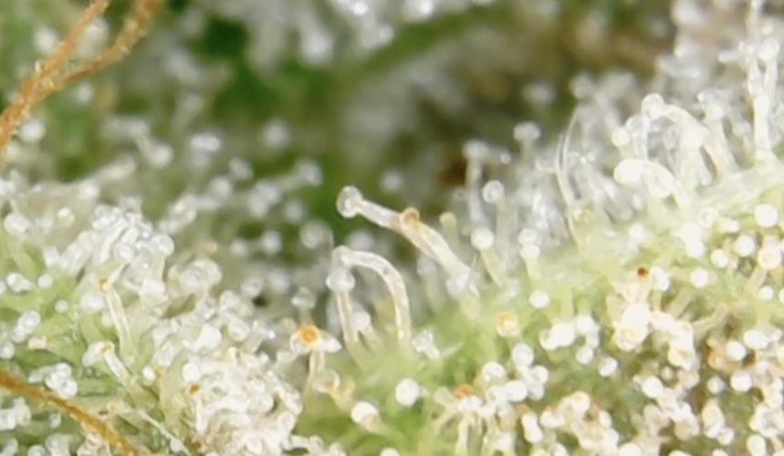 Biscotti-cherry-mandarine. Week 12