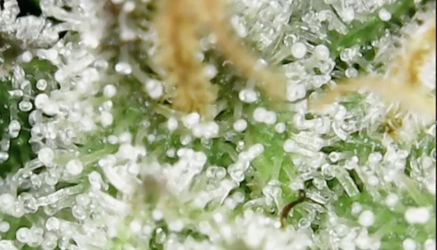 Biscotti-cherry-mandarine. Week 12