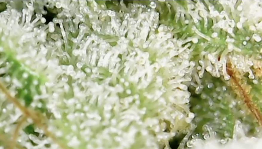 Biscotti-cherry-mandarine. Week 12