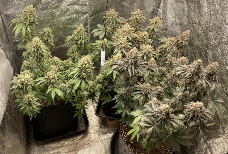 Biscotti-cherry-mandarine. Week 13 - MJ, BM, CB
