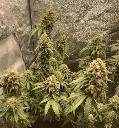 Biscotti-cherry-mandarine. Week 13 - Mandy Jammy