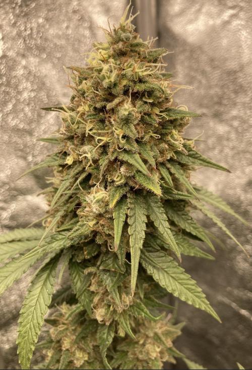 Biscotti-cherry-mandarine. Week 13 - MJ Bud