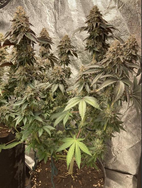 Biscotti-cherry-mandarine. Week 13 - Cherry Bee