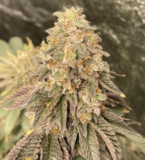 Biscotti-cherry-mandarine. Week 13 - Mhmm nom nom Cherry Bacio Bud