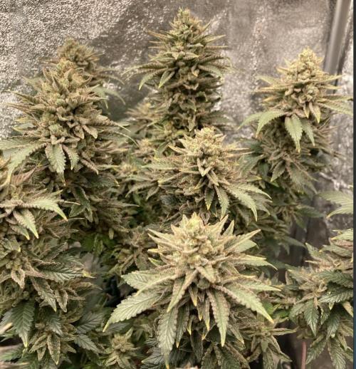 Biscotti-cherry-mandarine. Week 13 - Bigscotty mint