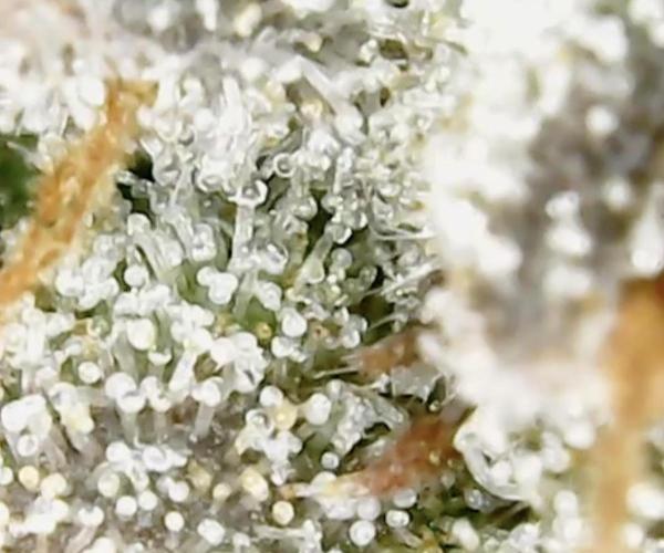 Biscotti-cherry-mandarine. Week 13 - Cherry Bacio