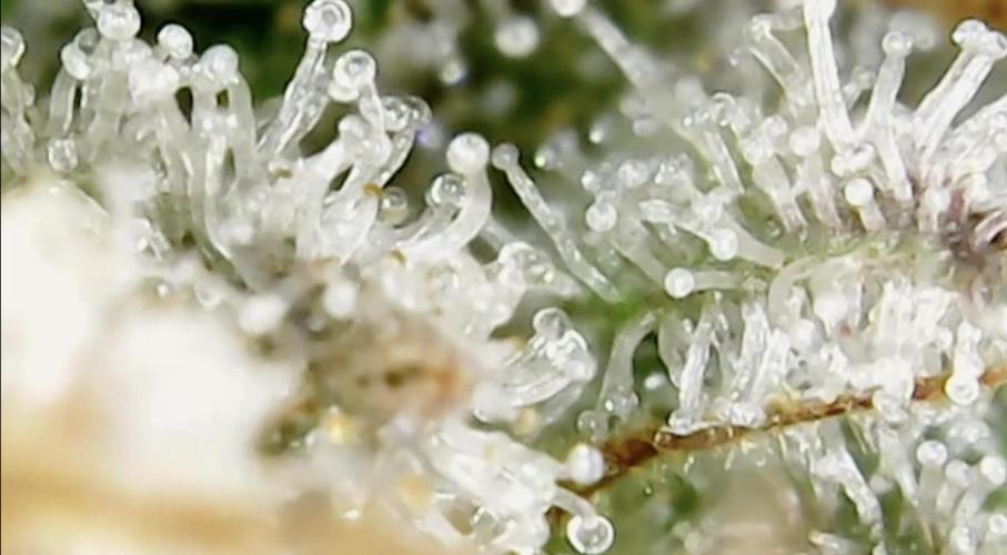 Biscotti-cherry-mandarine. Week 13 - B'Scoddy