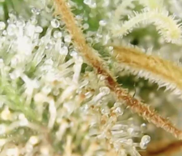 Biscotti-cherry-mandarine. Week 13 - Mandy Jam – mixed messages, kinda