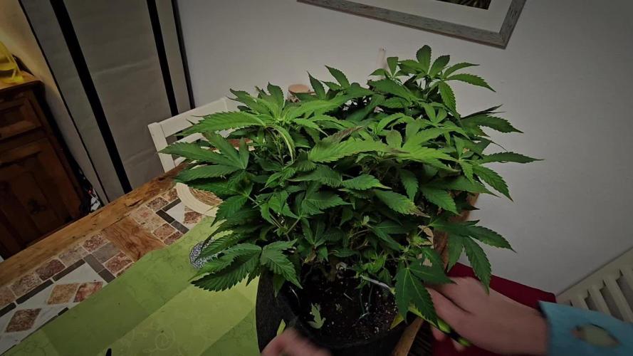 French Macaron from T.H. Seeds. Clone to Harvest.