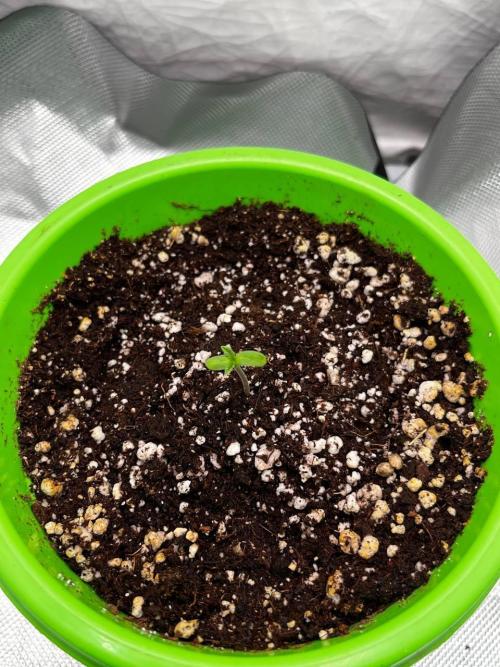 Репорт на Jam от UKHTA420. Week 1 - 1 день от каски