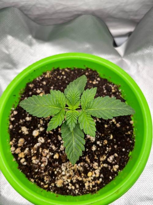 Репорт на Jam от UKHTA420. Week 1 - 7 дней от каски