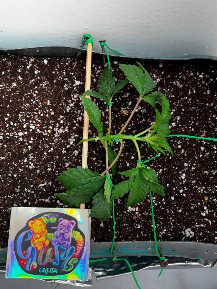 Репот на Gums от UKHTA420. Week 2 - 14 день от каски